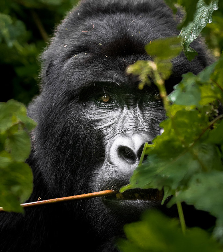 gorilla trekking